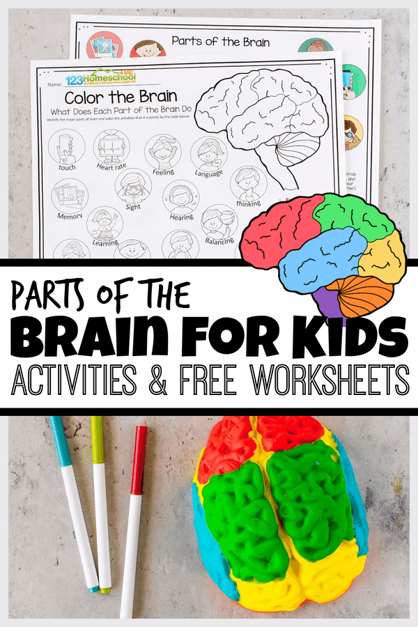 Parts of the Brain Activity for Kids, Brain Diagram, and Worksheets for Kids
