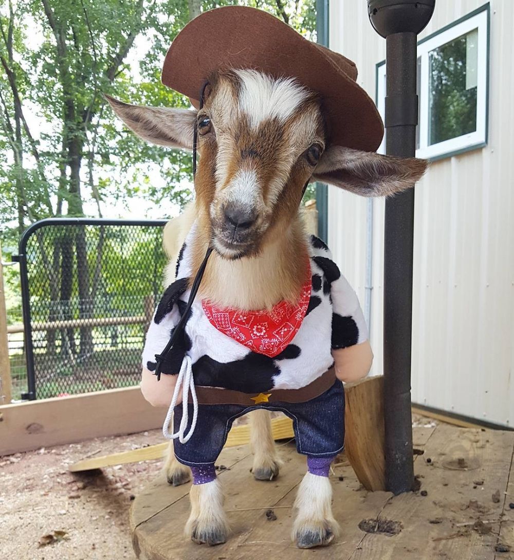 Pet Instagram Review: Goats of Anarchy features farm for homeless