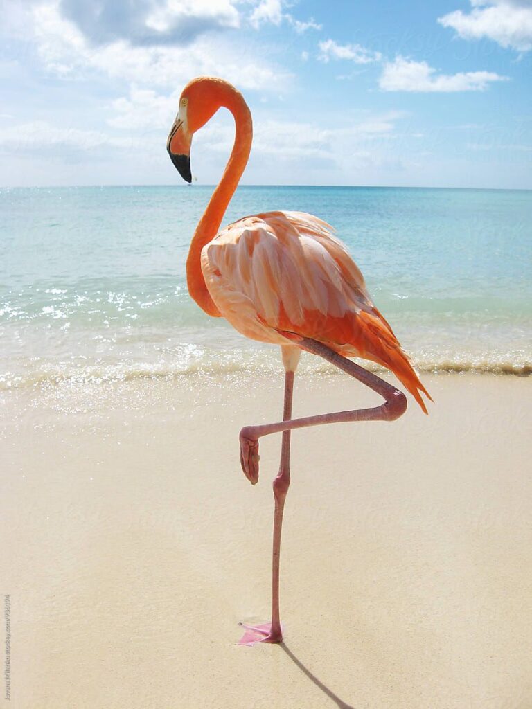 &Quot;Pink Flamingo On The Beach&Quot; By Stocksy Contributor &Quot;Jovana Milanko&Quot;