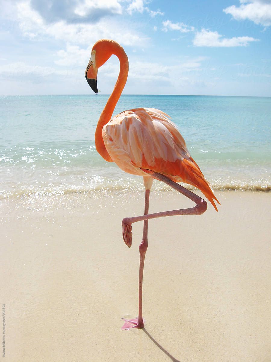 "Pink Flamingo On The Beach" by Stocksy Contributor "Jovana Milanko"