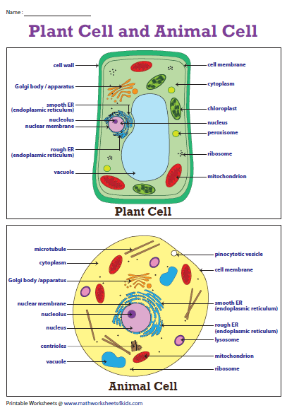 Plant and Animal Cell Worksheets