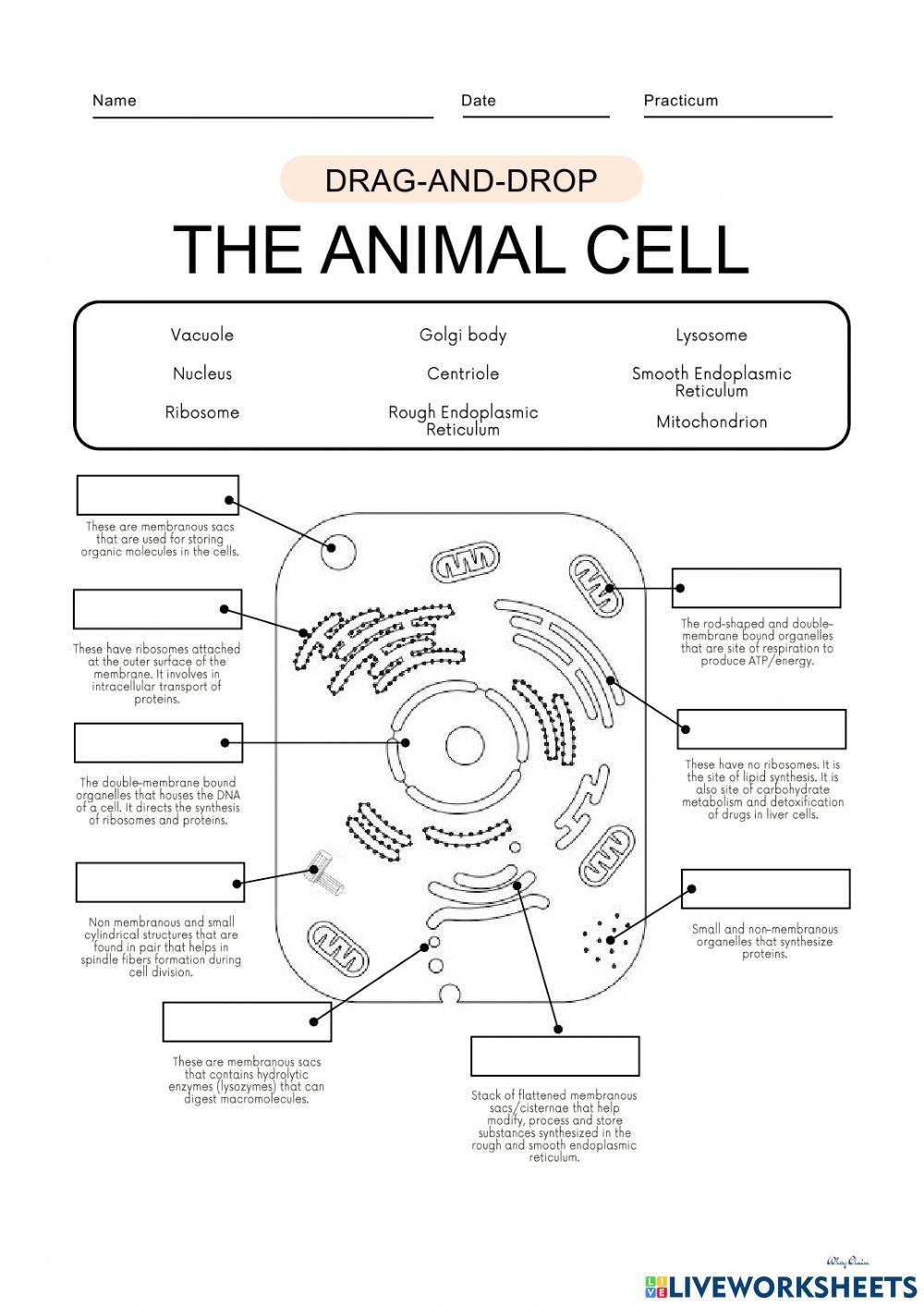 Plant Cell and Animal Cell worksheet