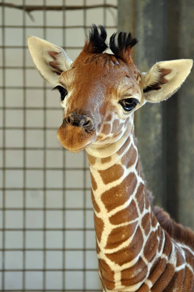 Please Say Hello To This 1,Month,Old Baby Giraffe HD Wallpaper