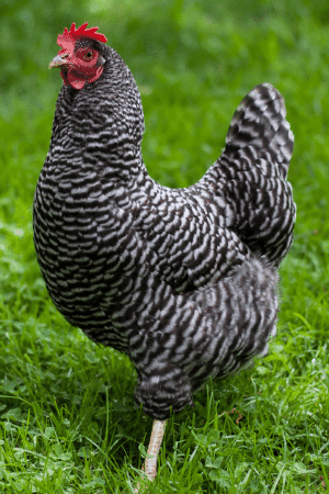 Plymouth Rock Chickens Buyer's Guide