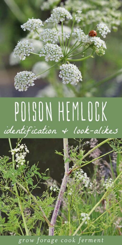 Poison Hemlock: How To Identify And Potential Look-Alikes