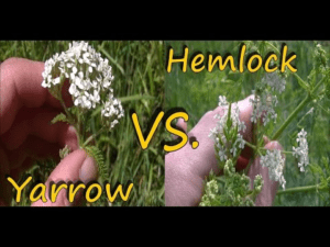 Poison Hemlock Identification and Yarrow Comparison HD Wallpaper