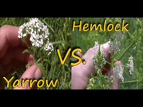 Poison Hemlock Identification And Yarrow Comparison Images