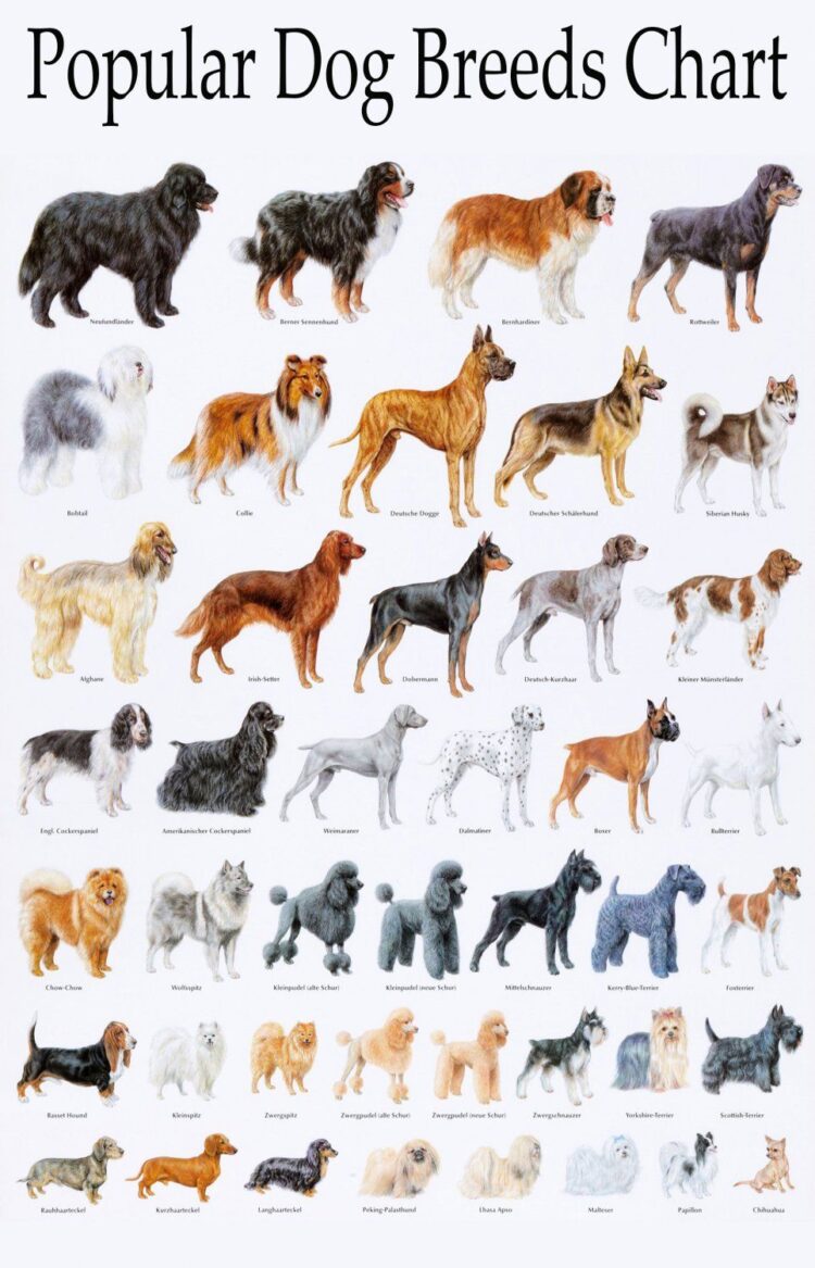 Popular Dog Breeds Chart 18&Quot;X28&Quot; (45Cm/70Cm) Canvas Print