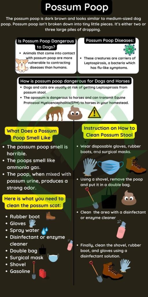 Possum Poop: A Breakdown Of The Look, Smell, &Amp; Diseases