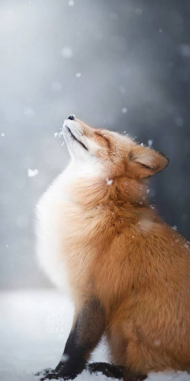 Posting fox pictures until I run out Day 21