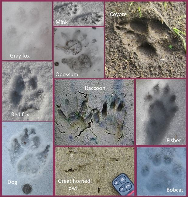 Poultry Predator Identification: A Guide To Tracks And Sign