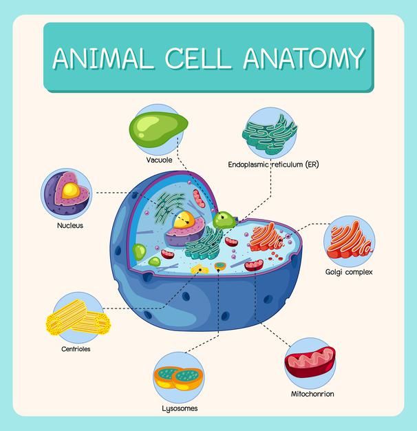Premium Vector Anatomy Of Animal Cell Biology Diagram Images