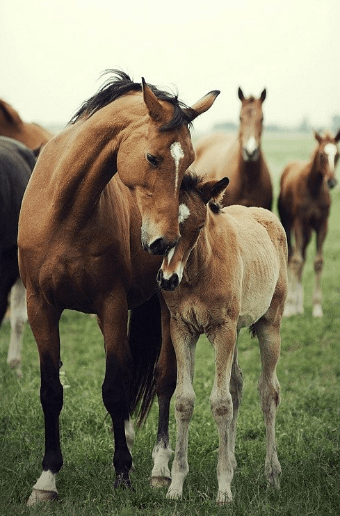 Proof That Horses Loves Their Babies Just As Much As