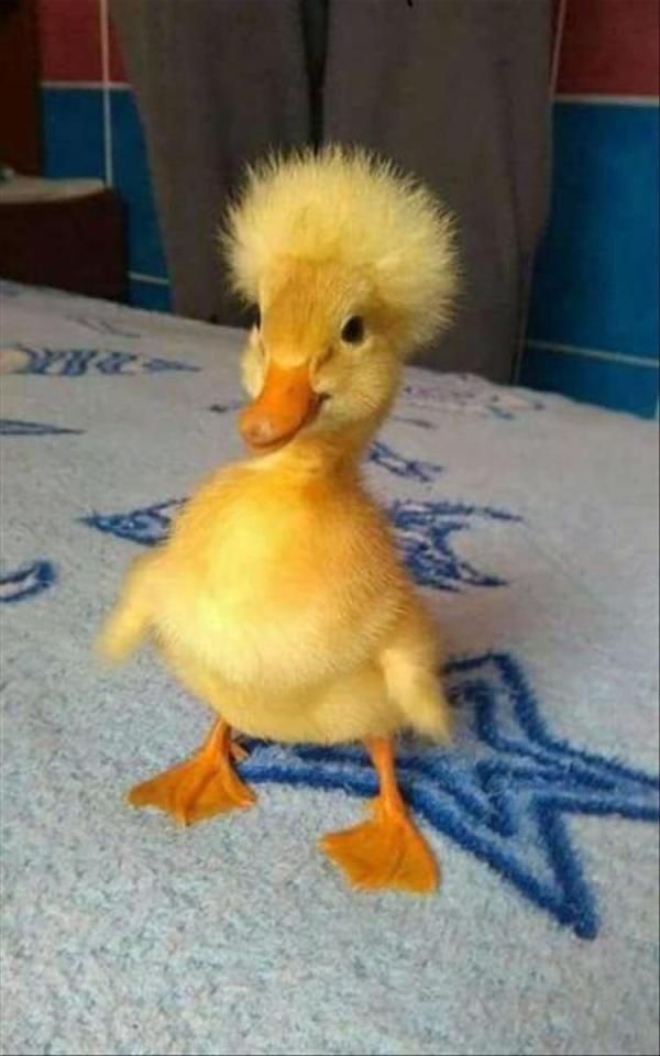 Psbattle Baby Duck With An Afro Images