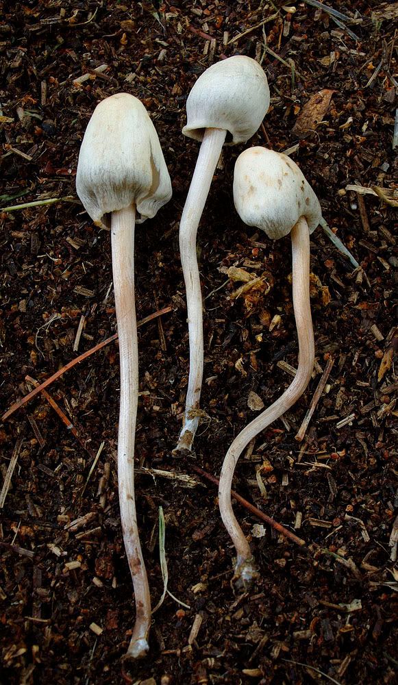 Psilocybin Mushrooms Of The World V120 Mushroom Hunting And
