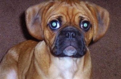 Pugalier Dog Breed Information And Pictures