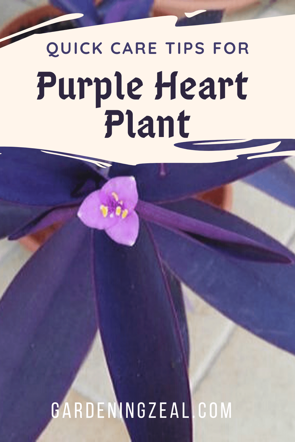 Purple Heart Plant - Purple Heart Plant Care