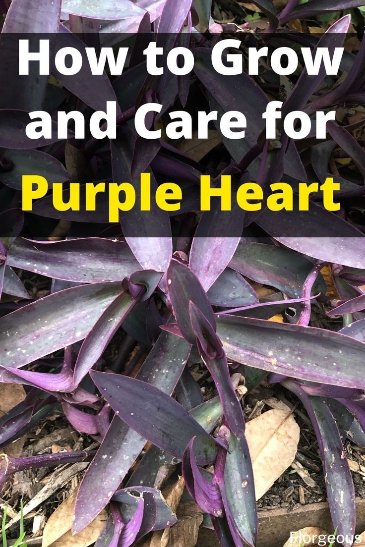 Purple Heart Plant (Tradescantia Pallida)