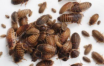 Raising Dubia Roaches For Your Chickens Images