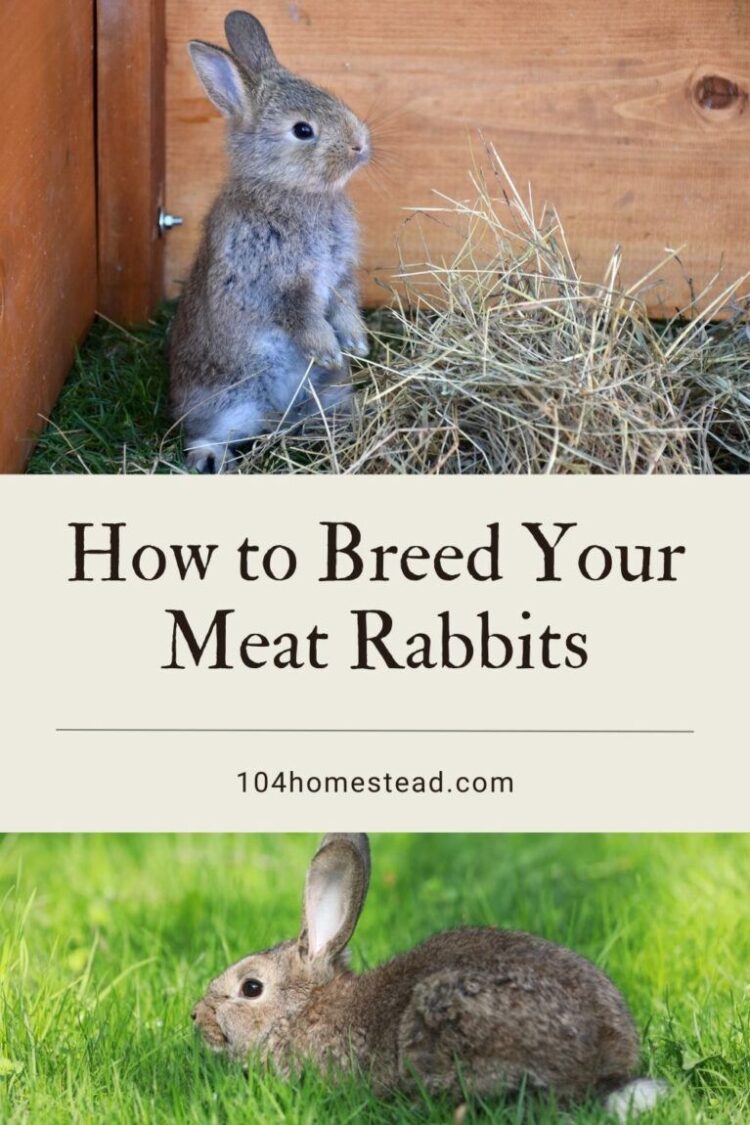 Raising Meat Rabbits How To Breed Your Bunnies Images