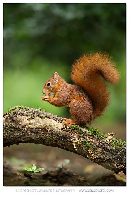 Red Squirrelsciurus Vulgaris Images