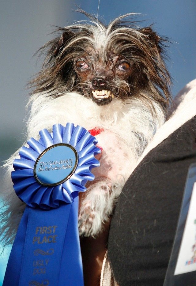 Rescue Mutt Named Peanut Crowned Worlds Ugliest Dog Images