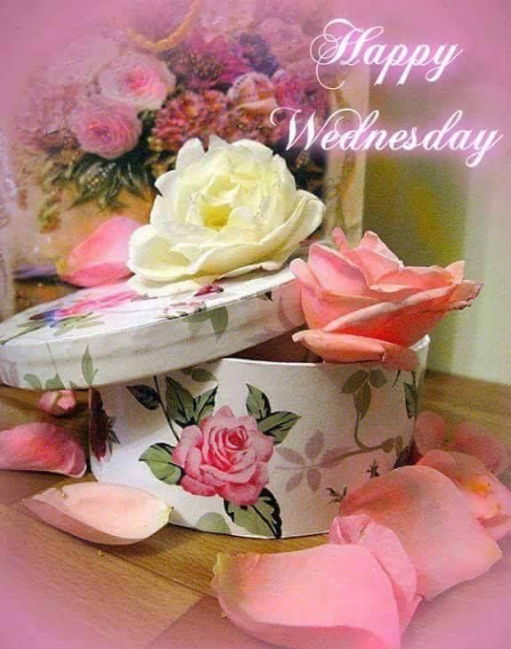 Rose Box Happy Wednesday HD Wallpaper