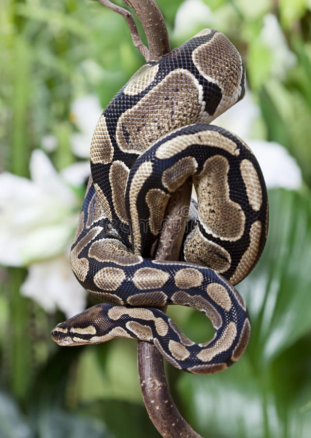 Royal Python Snake Stock Image Of Vertebrate Branch 28993141