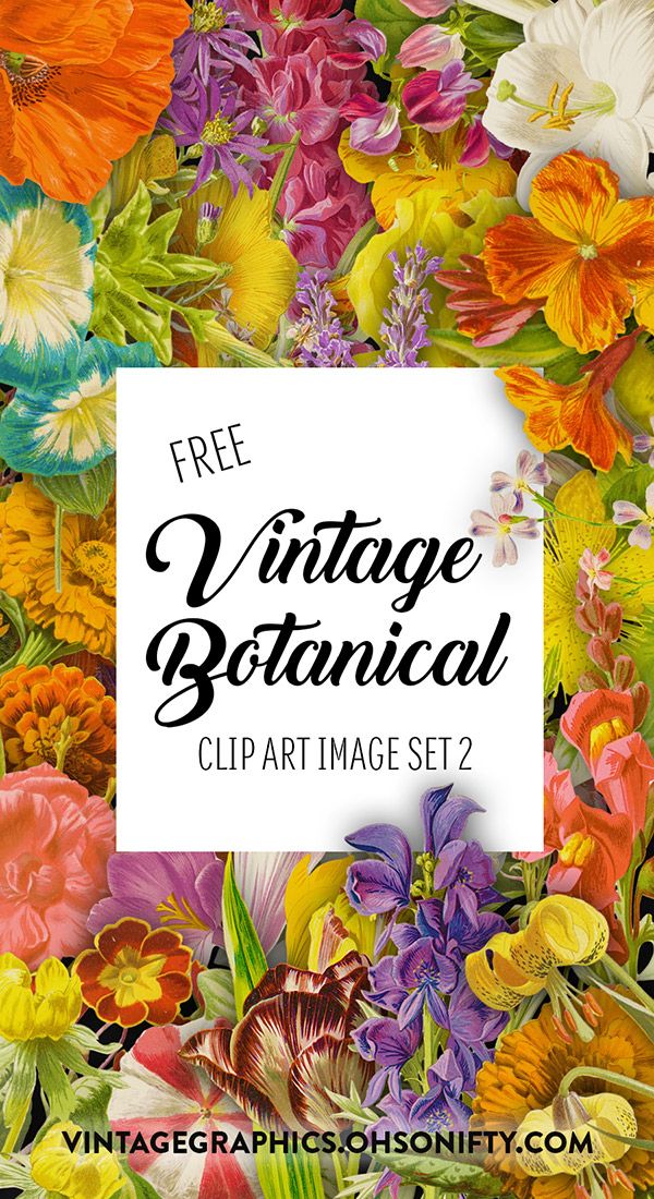 Royalty Free HD Wallpaper , Vintage Botanical Illustrations Set 2 Images