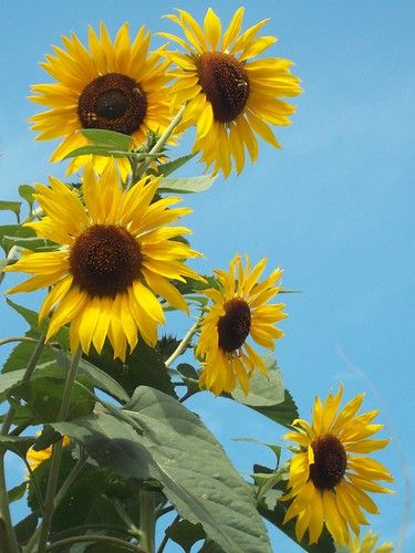Sassy Sunflowers Images