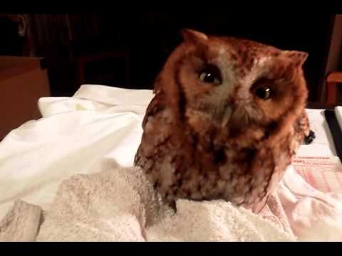 Screech Owl Baby Hoot Images