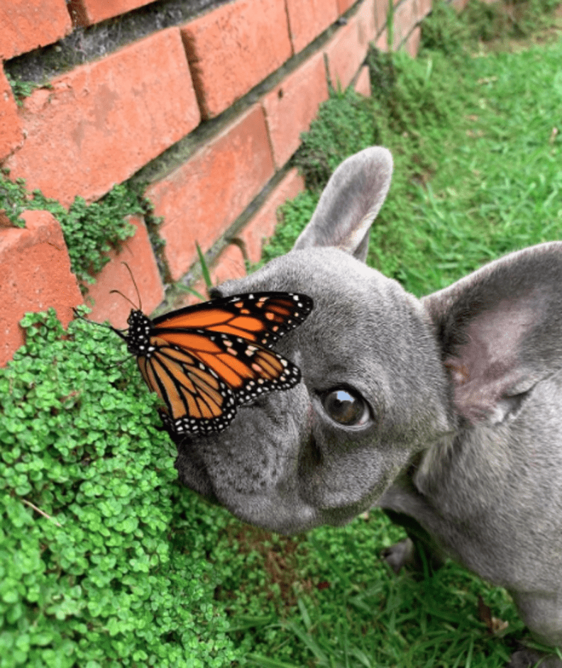 See This Little French Bulldog Who Just Befriended A Butterfly
