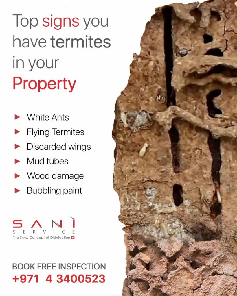 Signs You Have Termites Images