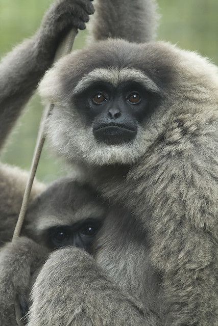 Silvery Gibbons