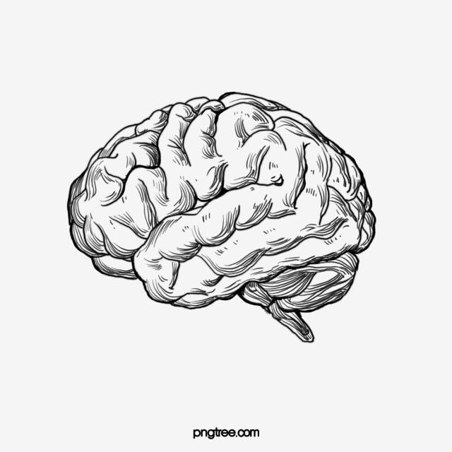 Sketch The Human Brain, Brain Drawing, Brain Sketch, Brain Clipart PNG Transpare