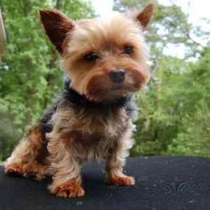 Small Dog Breed List 2 A To Z And