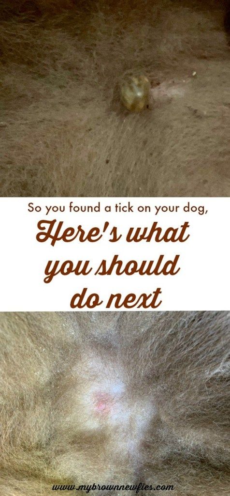 So You Found A Tick On Your Dog Heres What