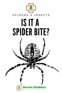 Spider Bite Symptoms HD Wallpaper