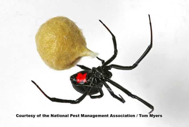 Spider Bites: Symptoms, Signs &Amp; Spider Bite Treatment