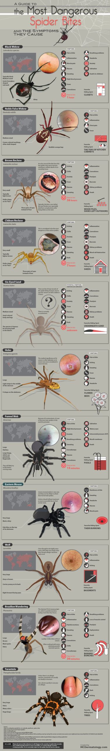 Spider bite guide. What do they look like?