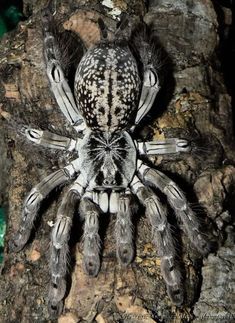 Spiders Natures Superheroes Some Incredible Facts Strong Arachnids Images