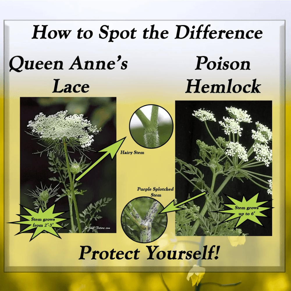 Spotting The Difference Between Queen Anne'S Lace And Poison Hemlock