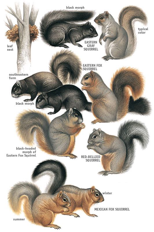 Squirrel Appreciation Day 8 Facts About Squirrels The Daily