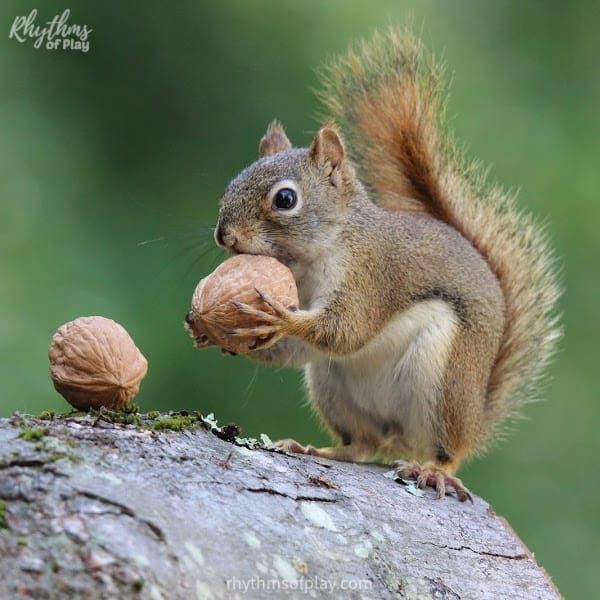 Squirrel Facts And Fun Ways To Learn All About Squirrels | Rhythms Of Play