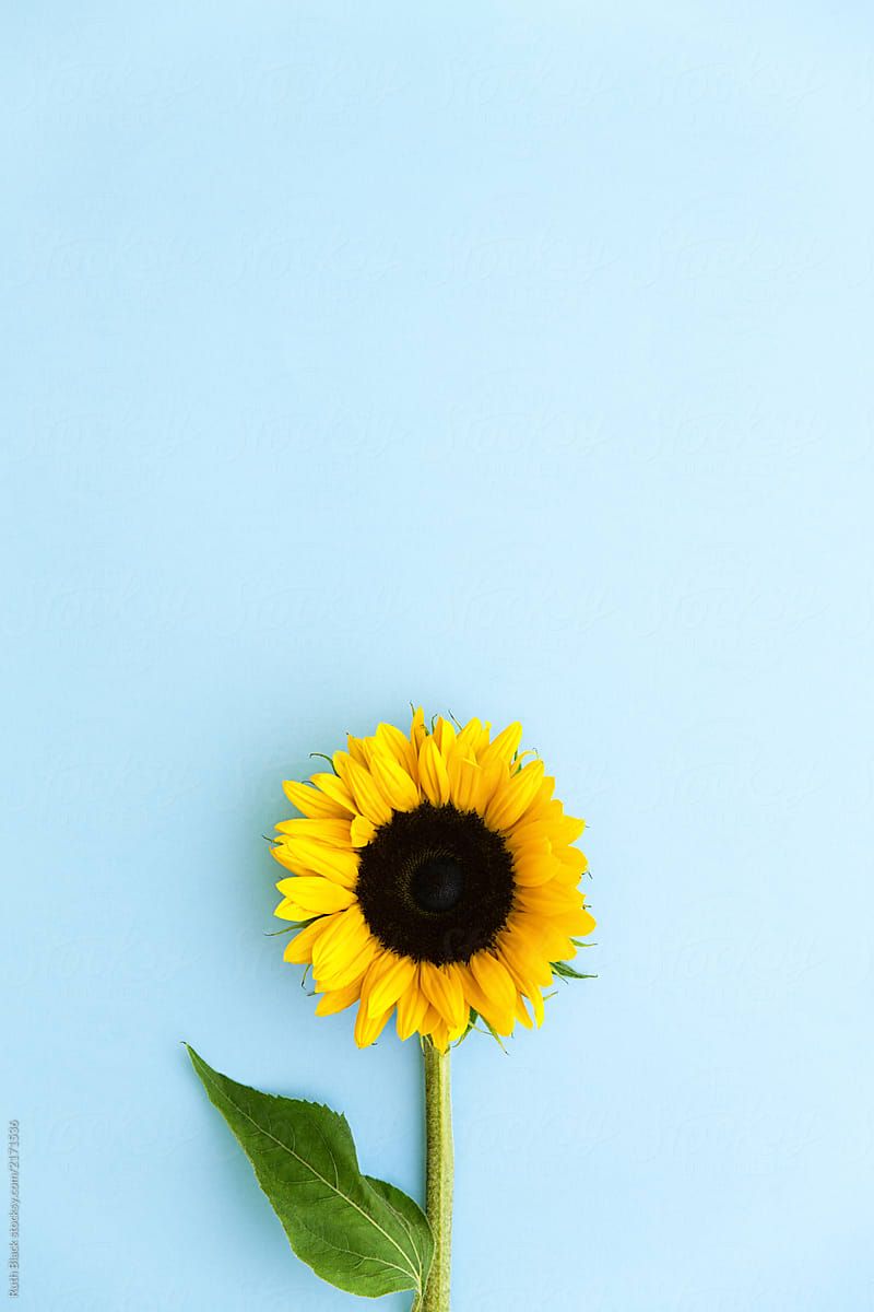"Sunflower On Blue" by Stocksy Contributor "Ruth Black"