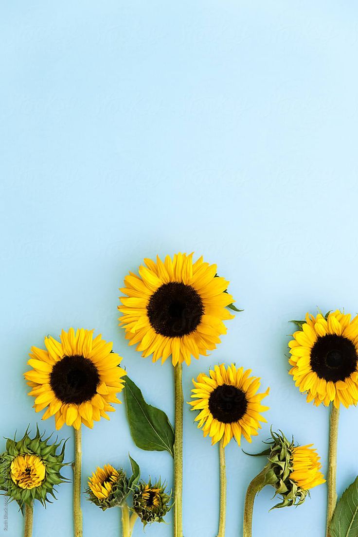 “Sunflowers On A Blue Background” by Stocksy Contributor “Ruth Black”
