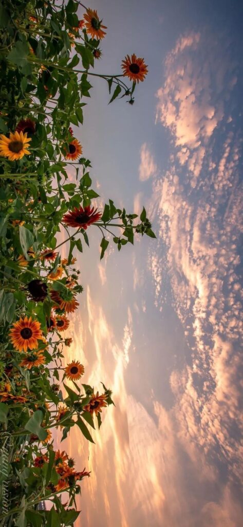 Sunflowers Pretty Landscapes Sky Aesthetic Scenery Images
