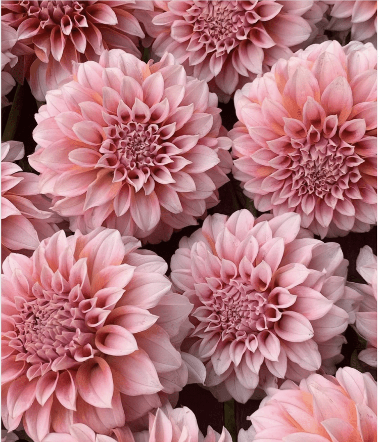 Swoonworthy Dahlia Varieties For Your Cut Flower Garden Images
