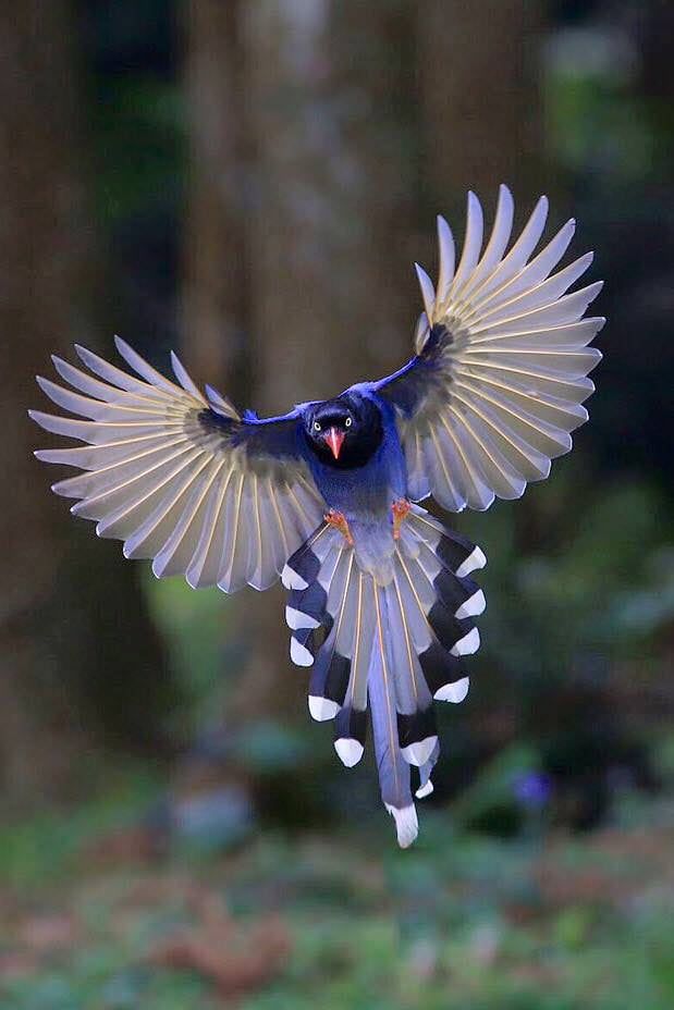 Taiwan Blue Magpie Awesome Images