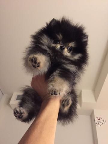 Teacup Pomeranian Puppies For Sale | Micro Toy Pomsky